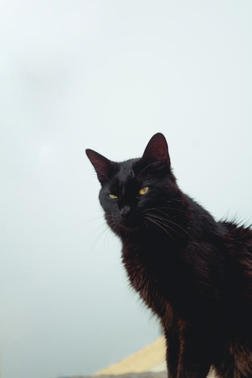 Close-up Photo of Black Cat 