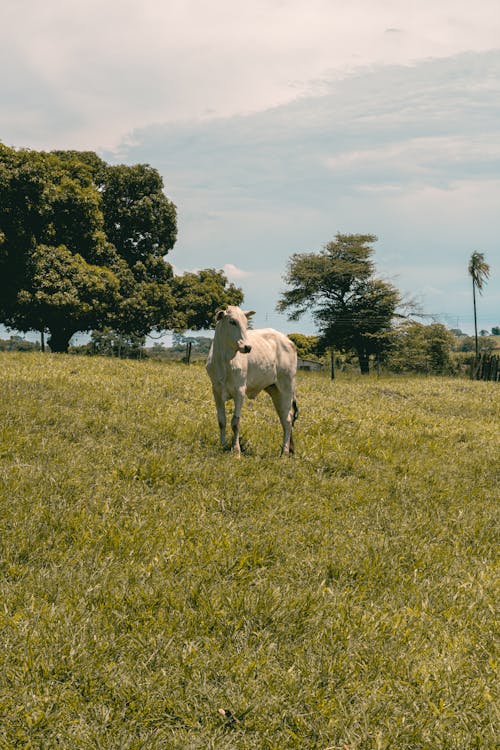 Безкоштовне стокове фото на тему «корова, пасовище, свійська тварина»
