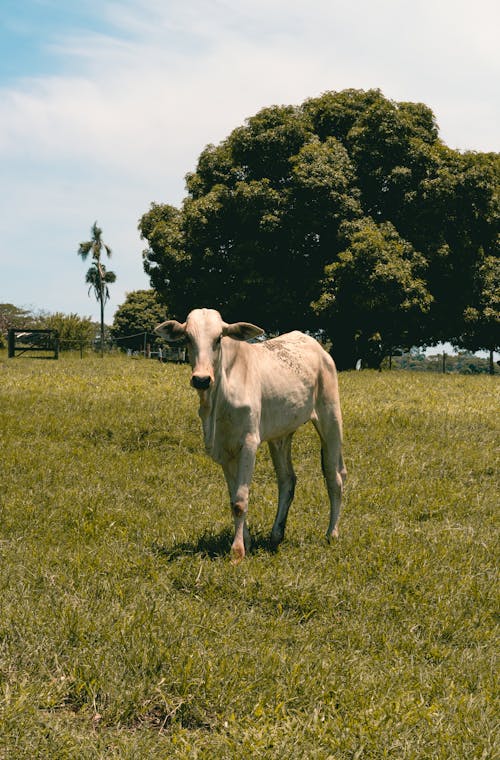 Free Cow on Green Grass Field Stock Photo