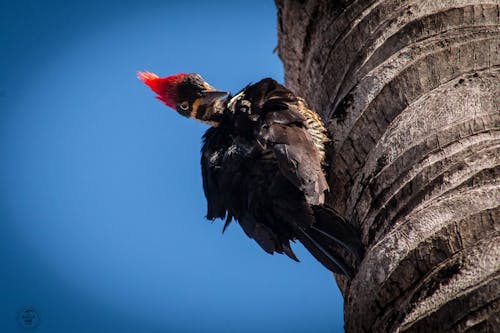 Fotobanka s bezplatnými fotkami na tému pica pau