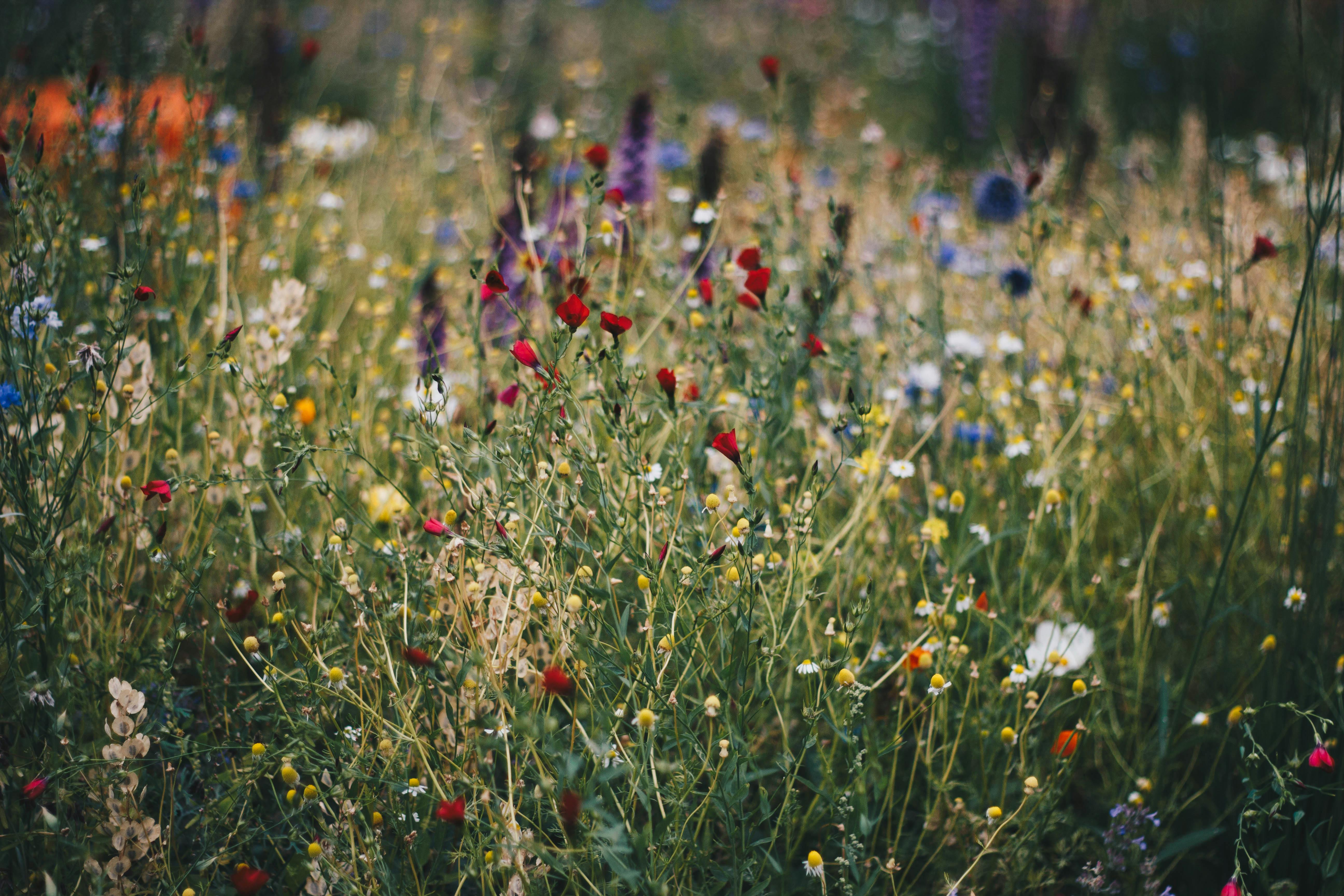 Spring Season Flowers Wallpaper HD