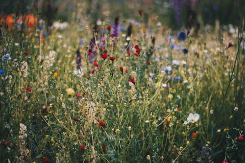 Champ De Fleurs De Pavot Bleu, Blanc Et Rouge