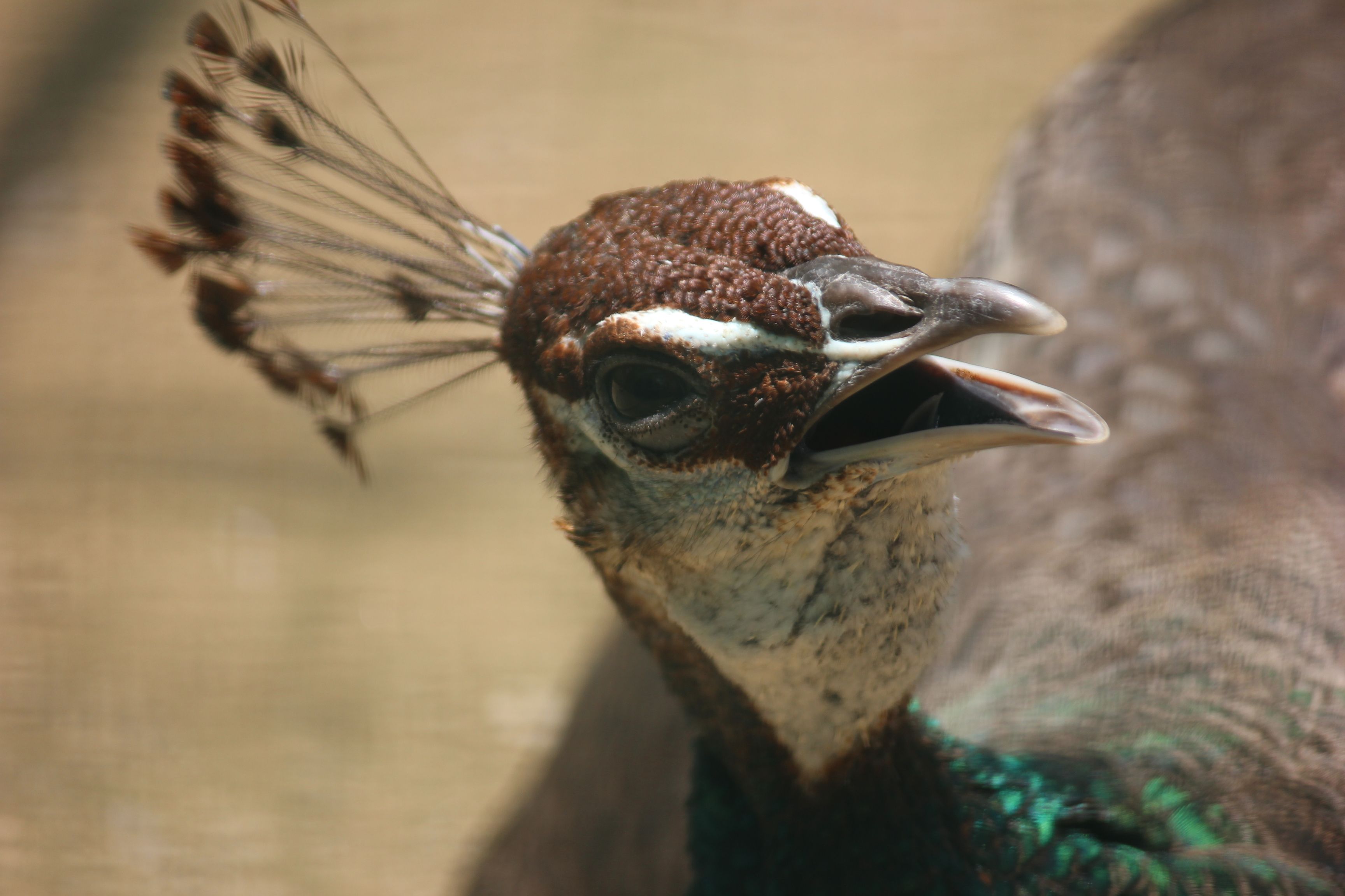 Kostenloses Foto Zum Thema Pfau