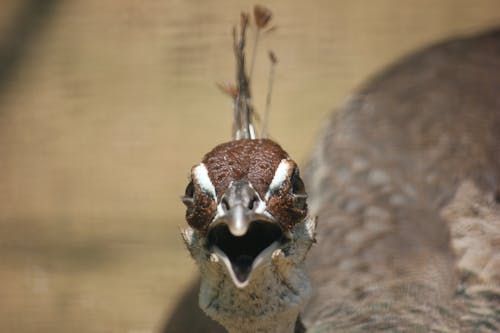 tavus kuşu içeren Ücretsiz stok fotoğraf