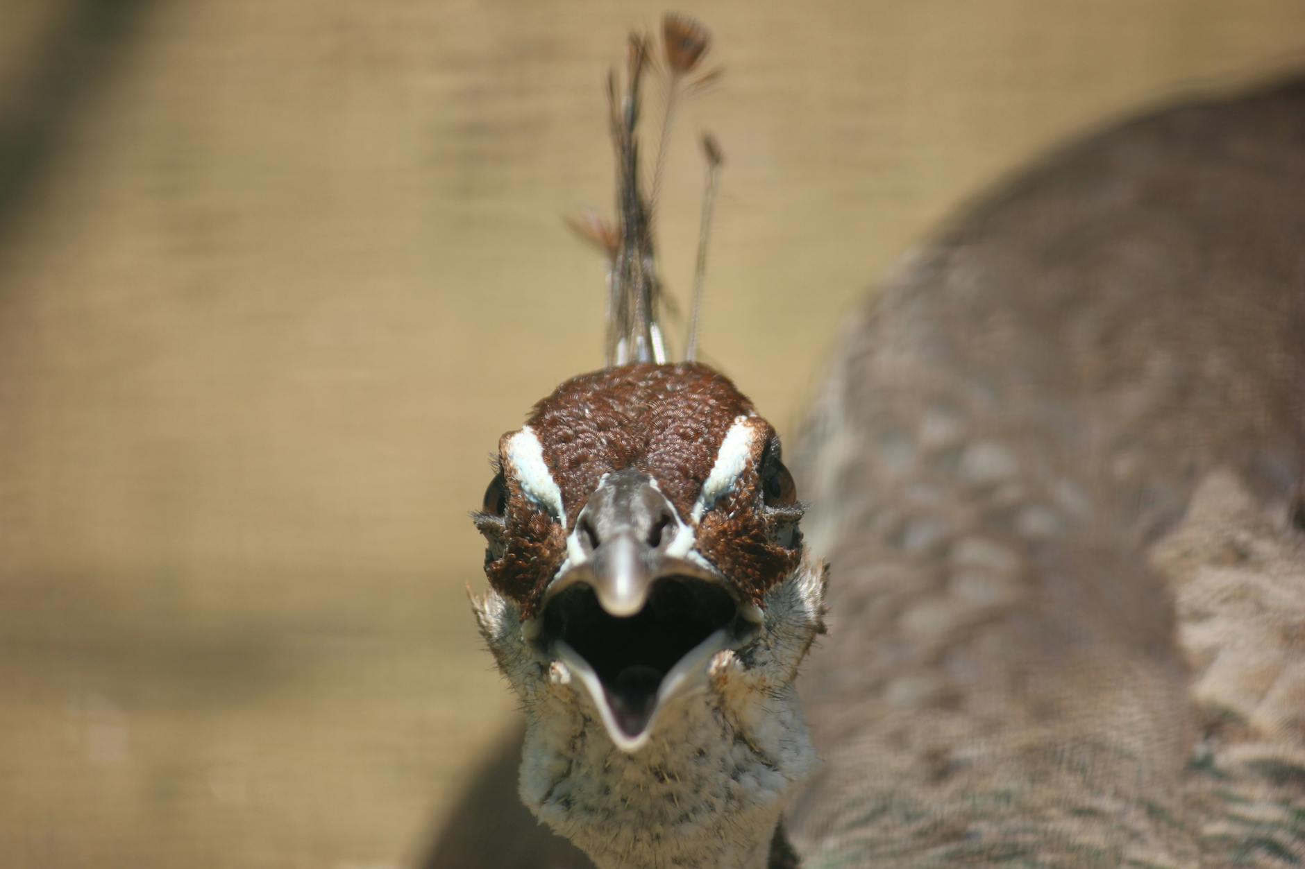 Apstrakt kemije i laboratorij