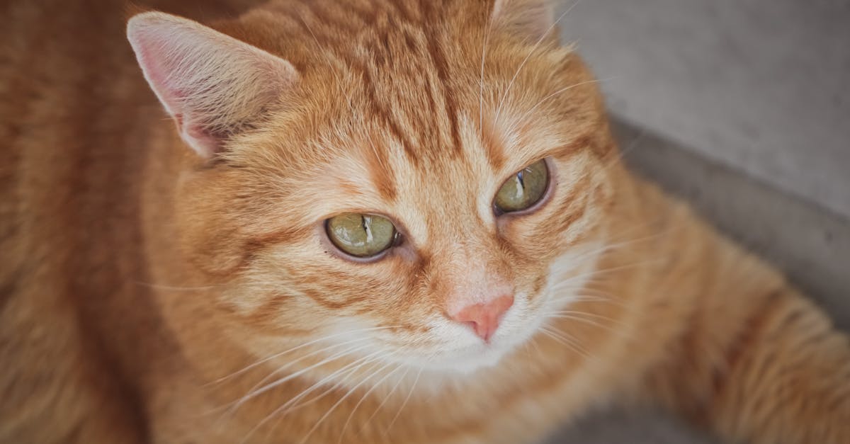How to pick up a cat by the scruff of the neck