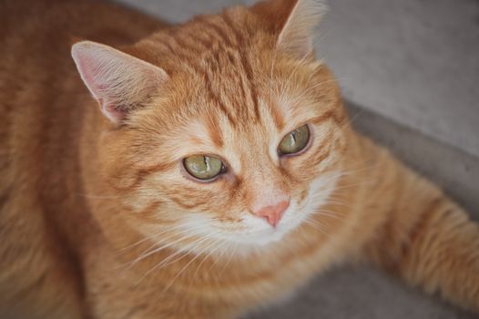 A detailed close-up of a ginger cat's face, showcasing its striking green eyes and relaxed demeanor.