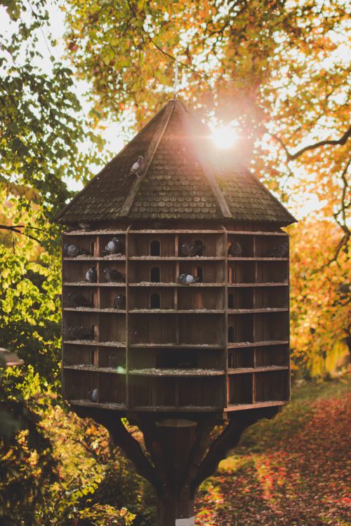 Free stock photo of doves Stock Photo