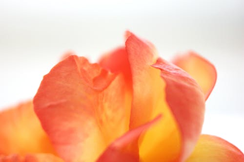 Základová fotografie zdarma na téma krásné květiny