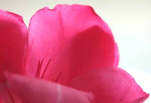 Fotobanka s bezplatnými fotkami na tému nádherné kvety