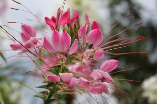 Kostenlos Kostenloses Stock Foto zu botanischer garten, gartenblume, hübsch Stock-Foto