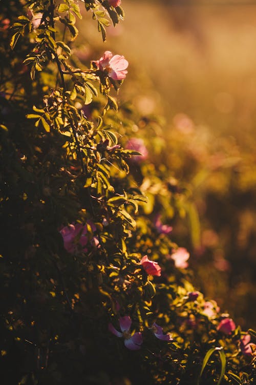 Blooming wild roses in light of bight sun growing on meadow during sunset in evening