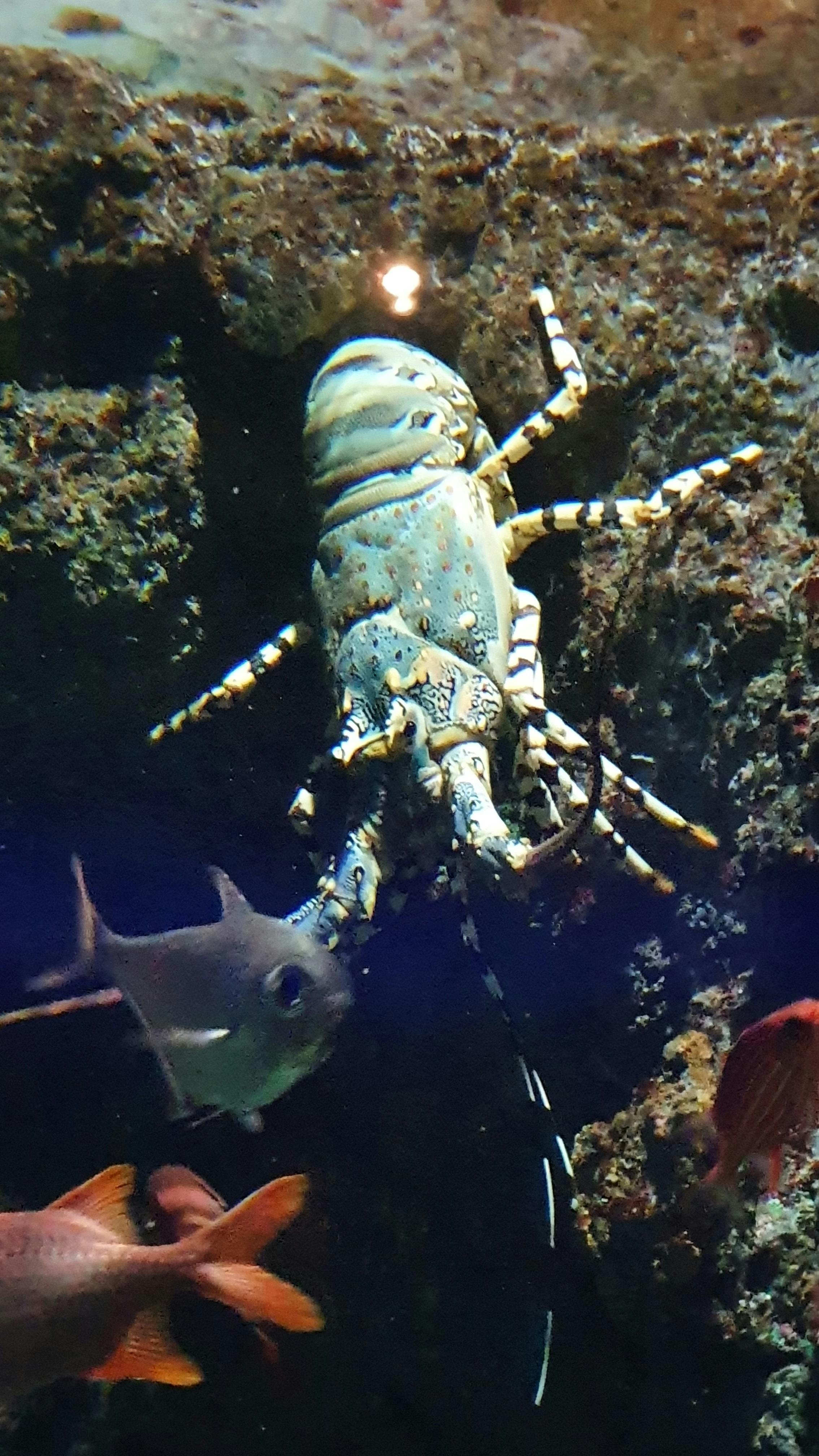 Mua bảo hiểm online