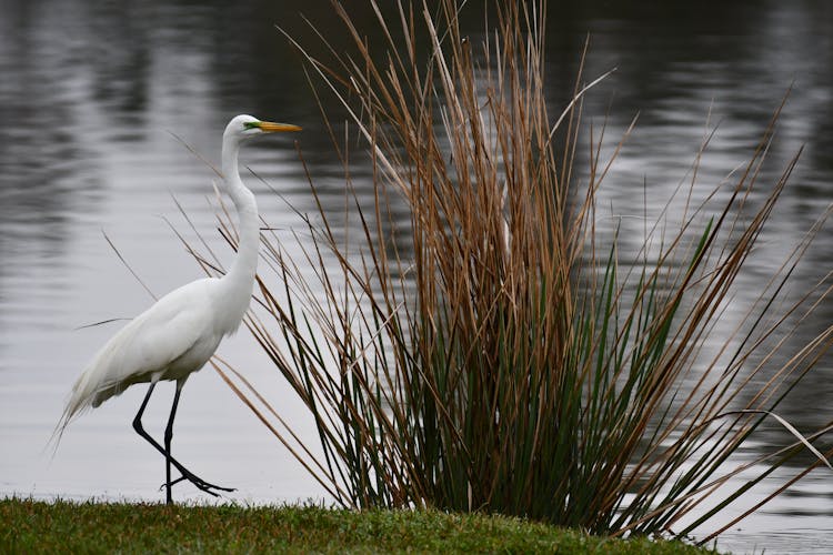 Heron Near Rushes