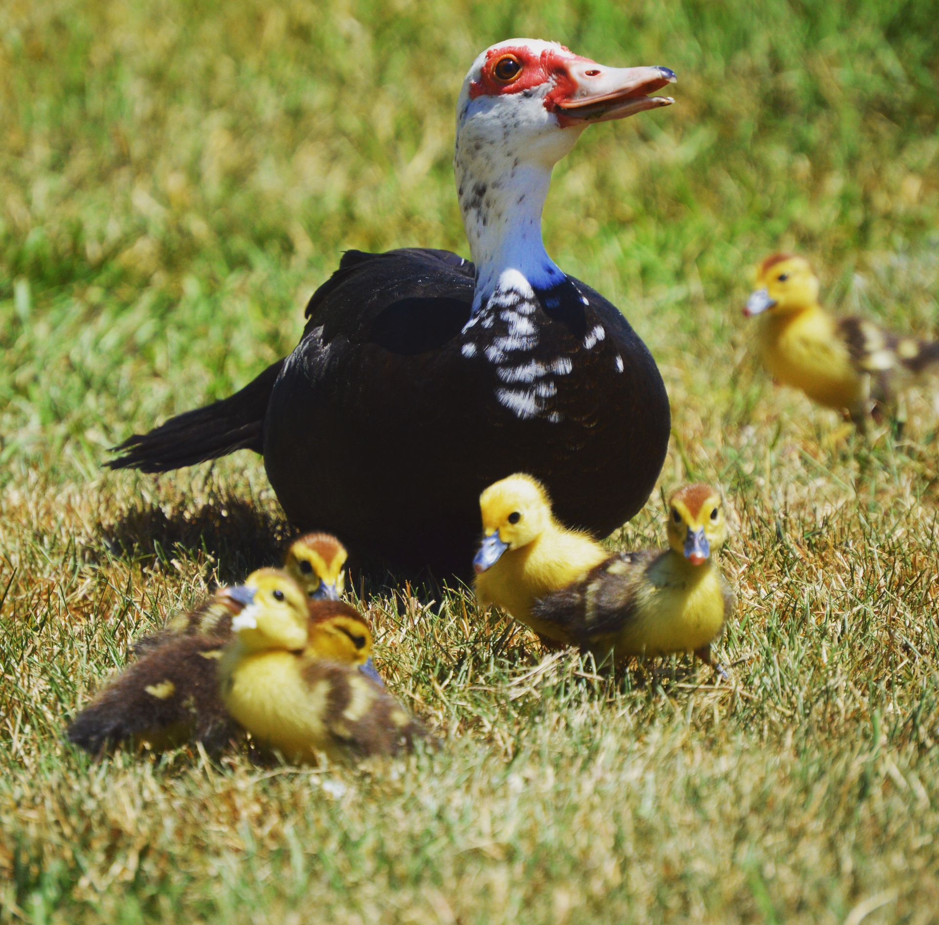 Muscovy duck and ducklings on grass, showcasing natural family life in Jacksonville, FL.
