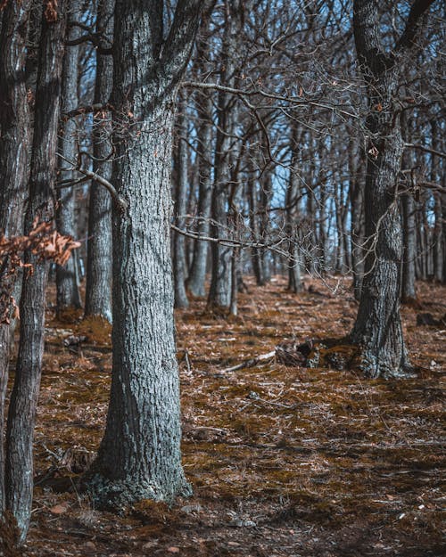 Bare Trees in the Forest