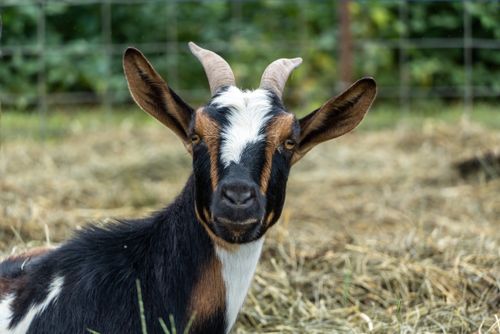 Free Charming close-up portrait of a goat lying on hay, showcasing its natural beauty and curious expression. Stock Photo