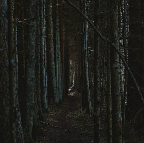 Fotobanka s bezplatnými fotkami na tému cestička, chodník, les