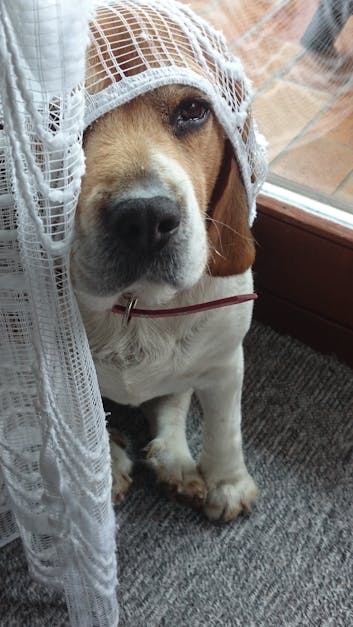 Free stock photo of beagle