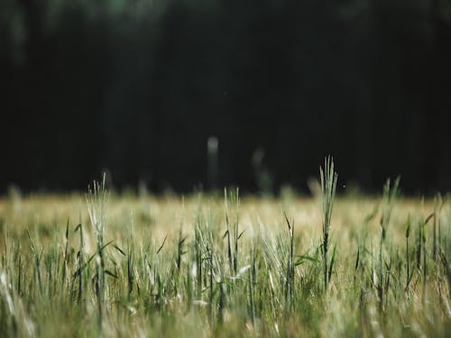 Ingyenes stockfotó darált, fű, közelkép témában