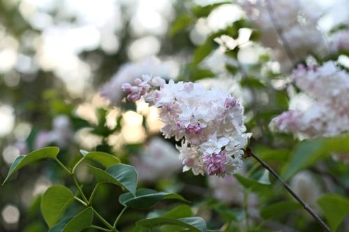 Free A close-up of vibrant lilac flowers in bloom with lush green leaves, marking the essence of spring. Stock Photo