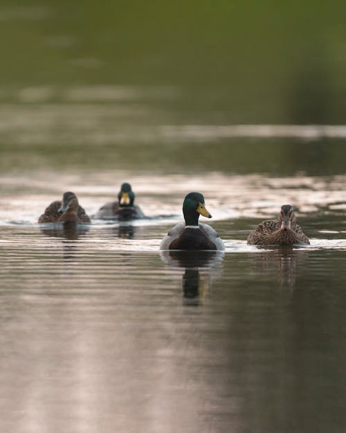 Ducks swimming on lake in nature