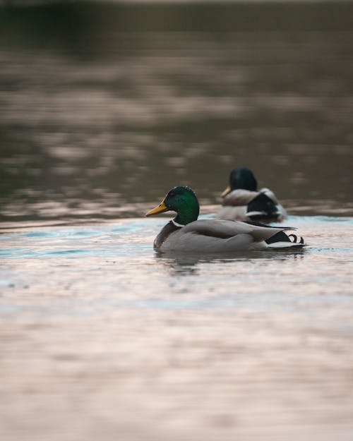 Wild waterfowl ducks with gray wings and green heads floating on rippling water of lake in nature on blurred background