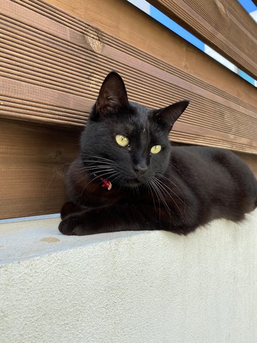 Free stock photo of animal, black cat Stock Photo
