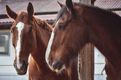 A Close-Up of Brown Horses