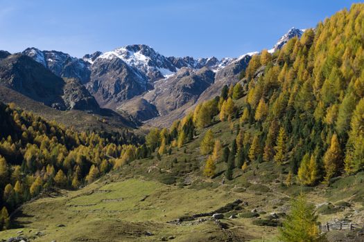 Explore the stunning autumn scenery in Schnalstal, Trentino-Südtirol with lush forests and towering peaks.