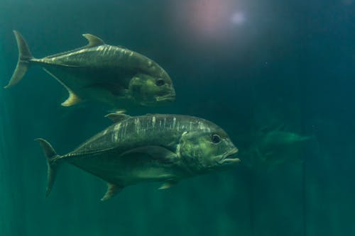 Through glass wall view of large marine fish with pointed fins and tails swimming in pure aqua in aquarium