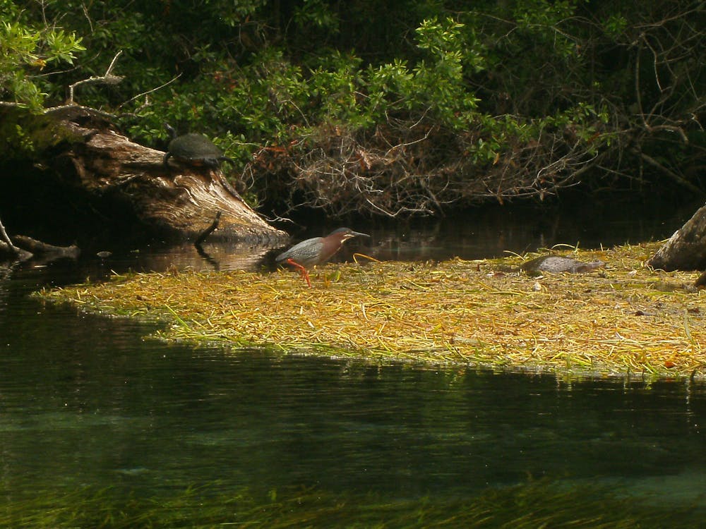 Micrófono profesional para grabar ASMR
