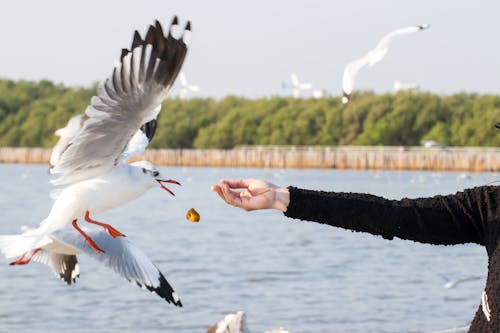 Crop unrecognizable person throwing food piece to gull with spread wings flying over sea on sunny day