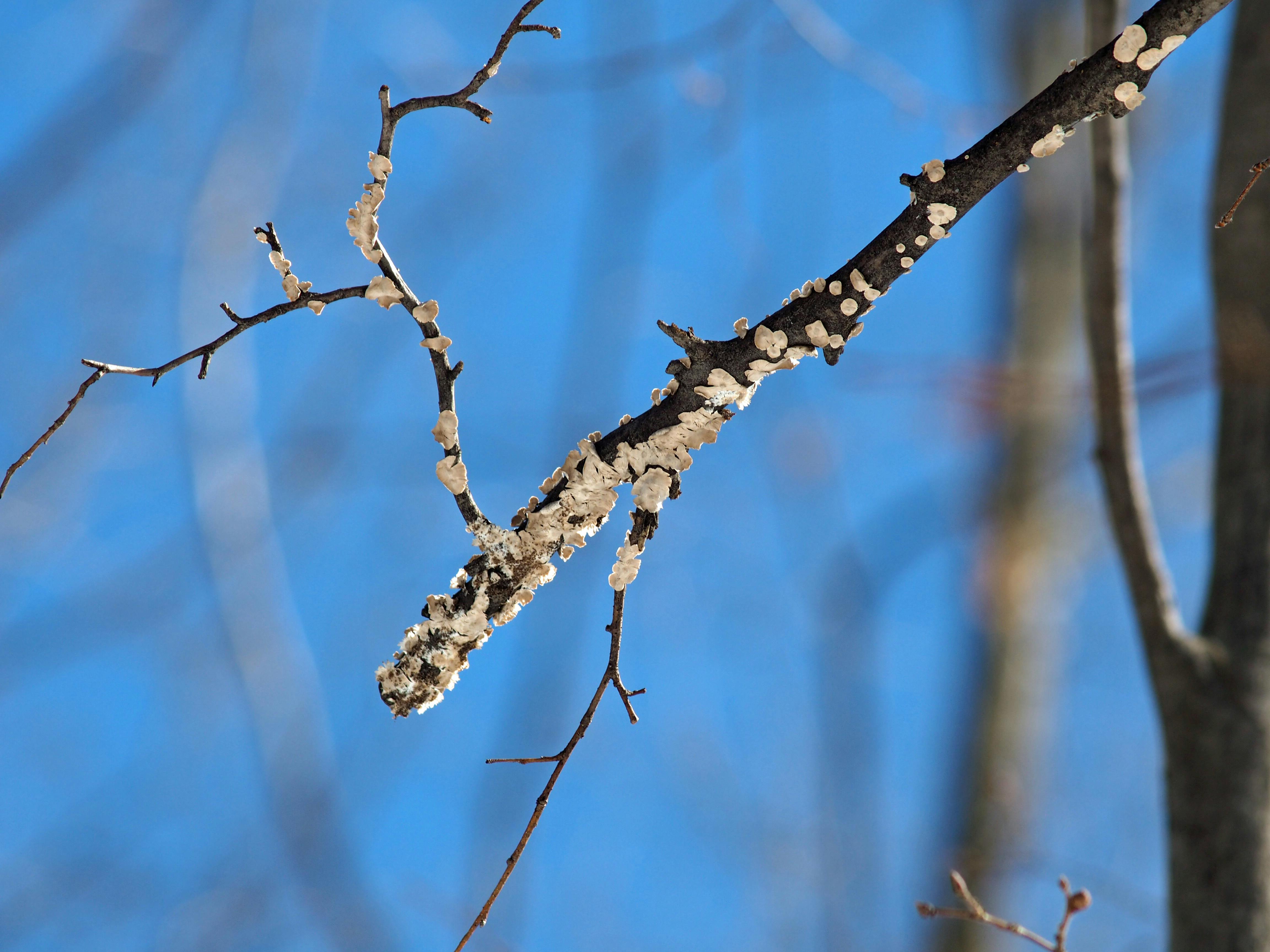 Enkel grafik som visar olika ikoner för lånetyper.