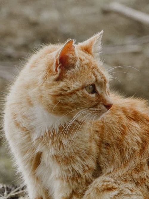 Free Close-Up Shot of an Orange Tabby Cat  Stock Photo