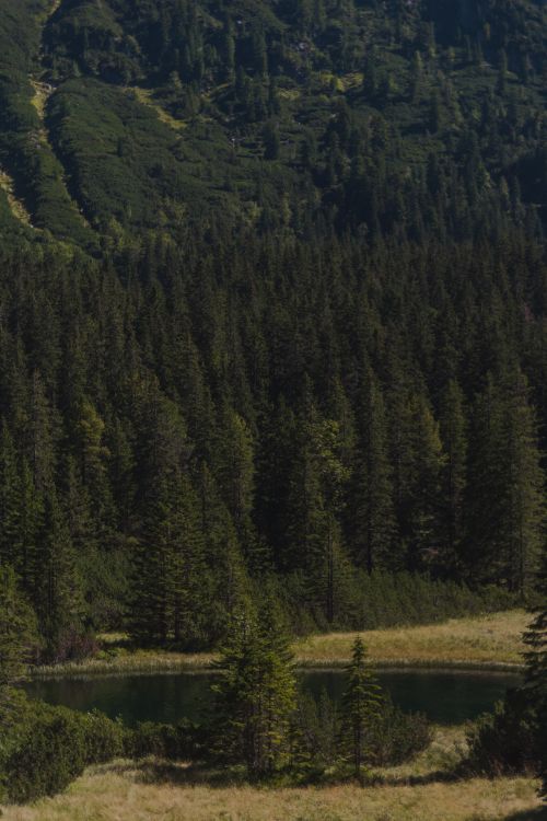 Free Serene view of evergreen forest and mountain landscape in Zakopane, Poland. Stock Photo