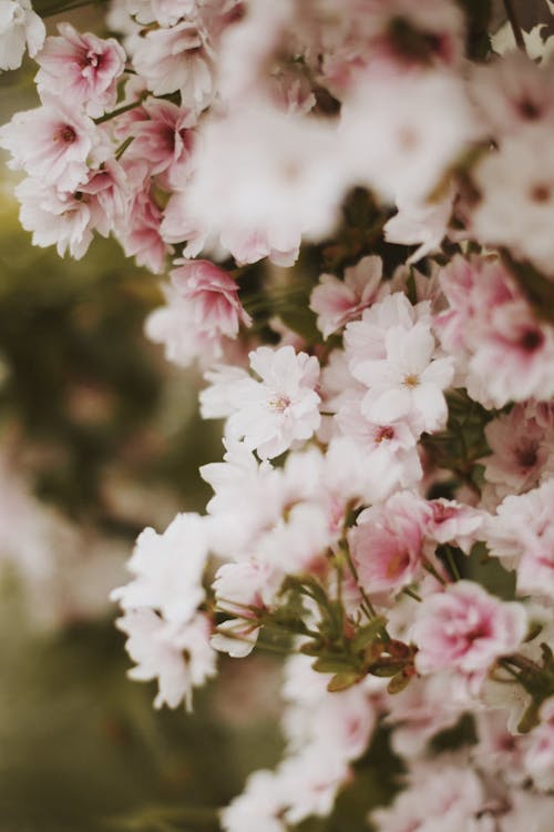 Close-Up Shot of Pink Flowers in Bloom