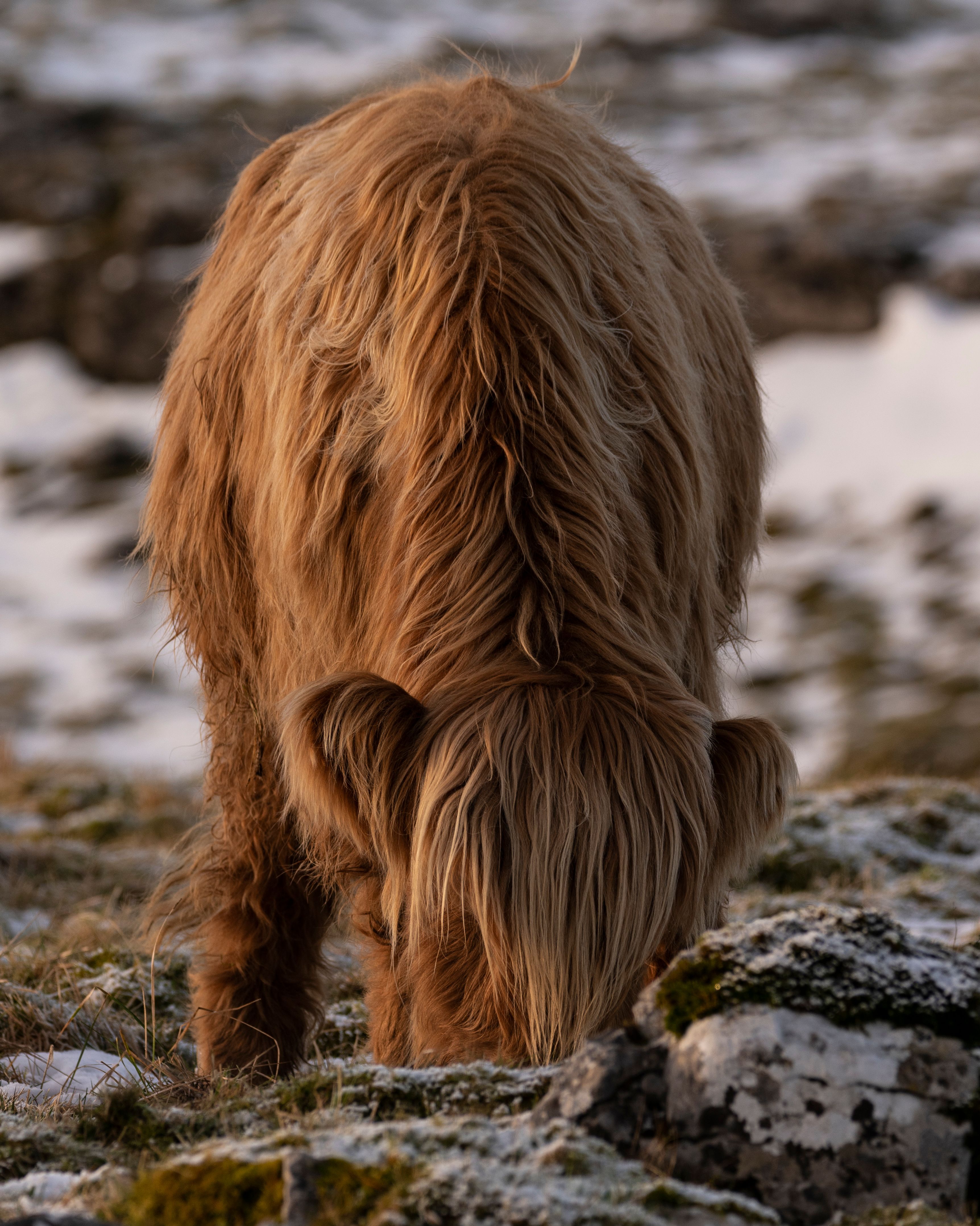 Brown highland cow lying on ground · Free Stock Photo