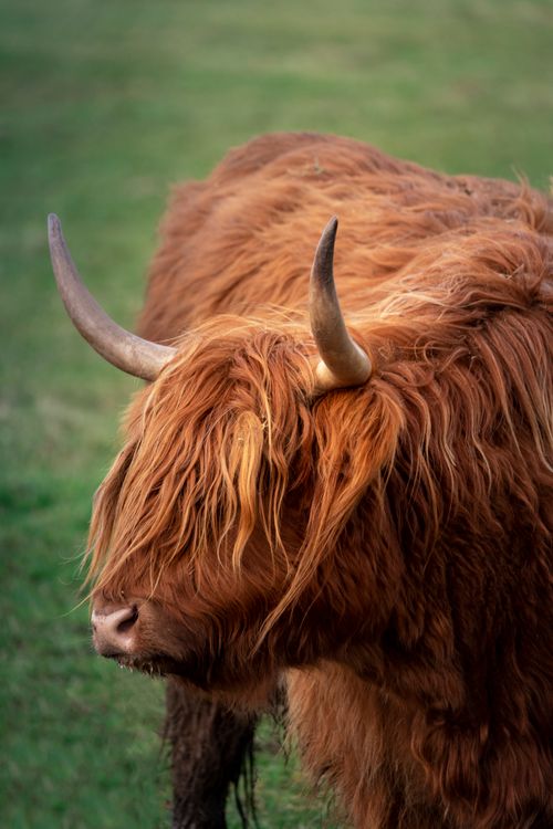 Free Big cow with long brown fur and big horns grazing on grassy field in countryside on summer day in nature Stock Photo