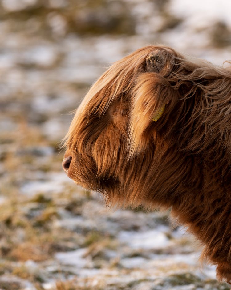 Brown Cow On Snowy Ground