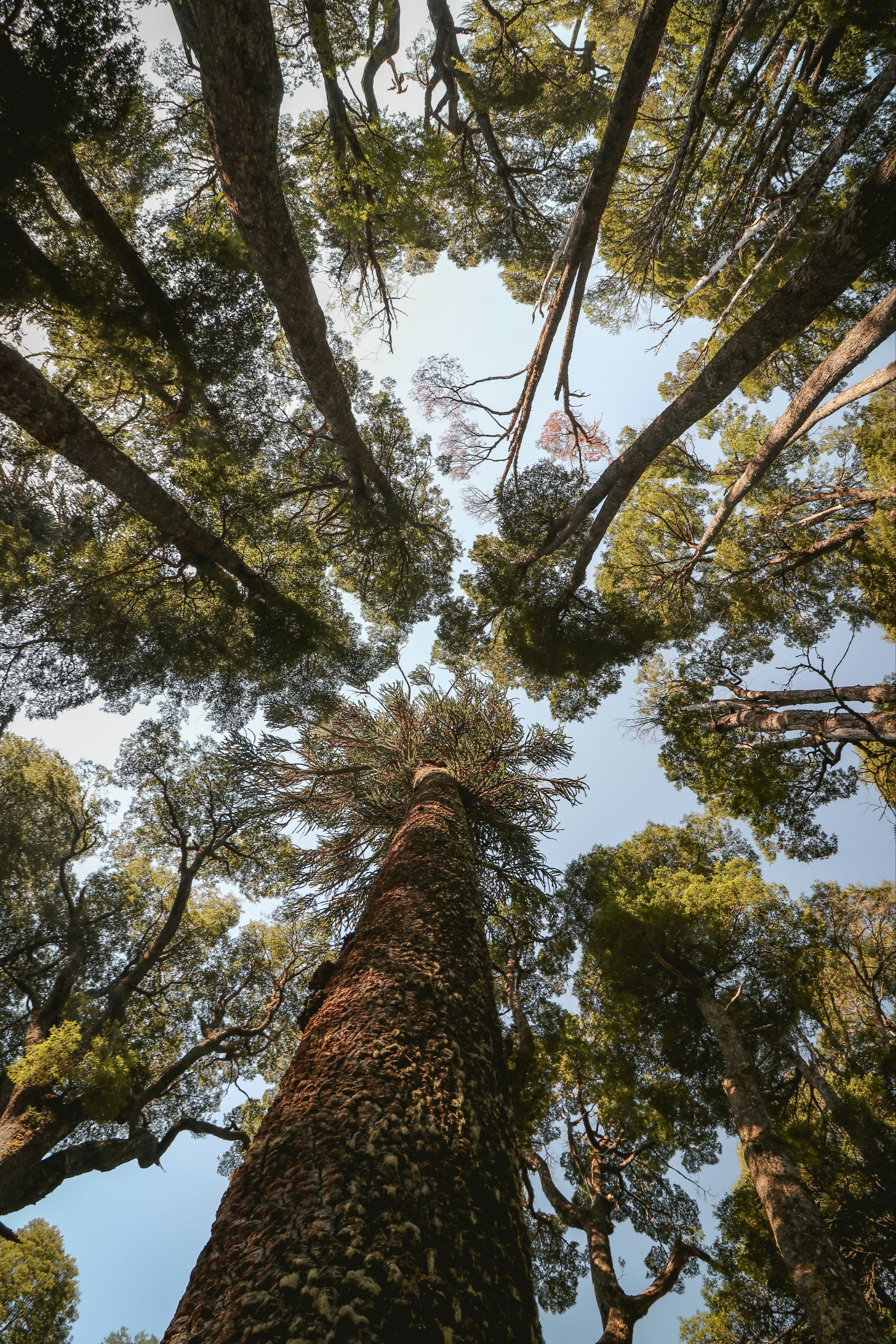 Rừng hồng sam ven biển tại California