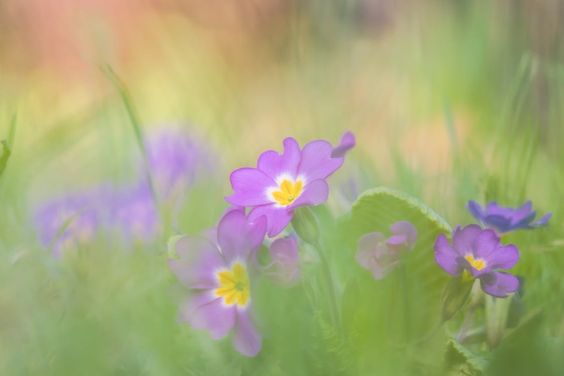 Purple Flowers on the Field