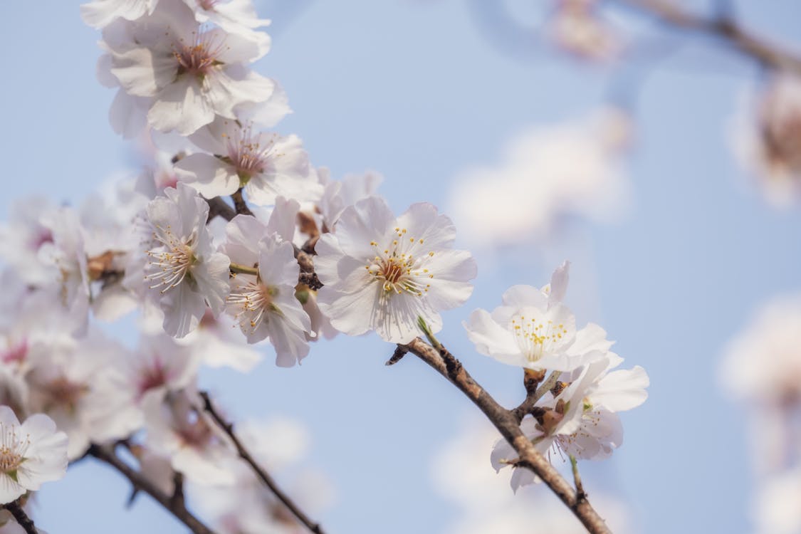 Close-Up of White Cherry Blossoms