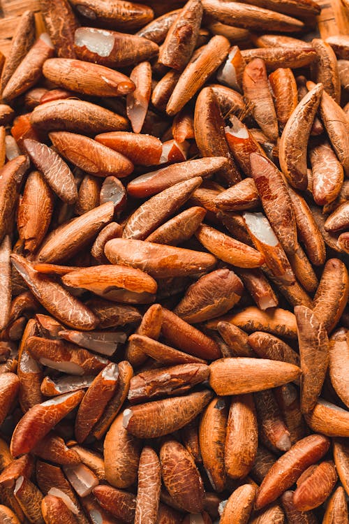 Free Photograph of Brown Pine Nuts Stock Photo