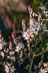 Free asphodelus ramosus, bitki örtüsü, çiçek içeren Ücretsiz stok fotoğraf Stock Photo