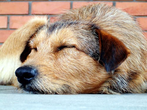 Cane Medio Marrone Chiaro E Nero A Pelo Lungo