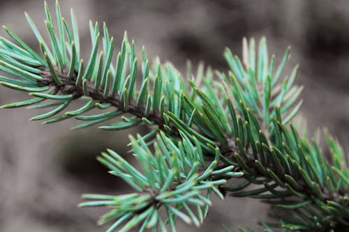 Free stock photo of pine