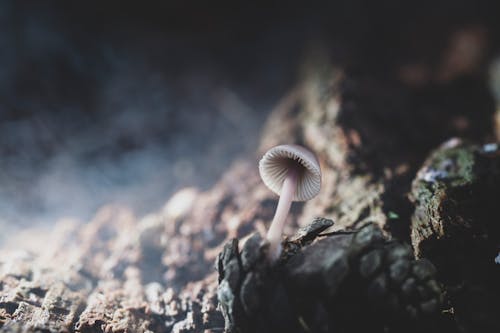 Gratis stockfoto met dennenappel, detailopname, paddenstoel