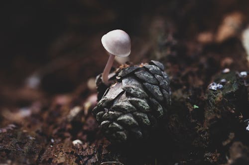 Kostnadsfri bild av makro, mycena pura, närbild