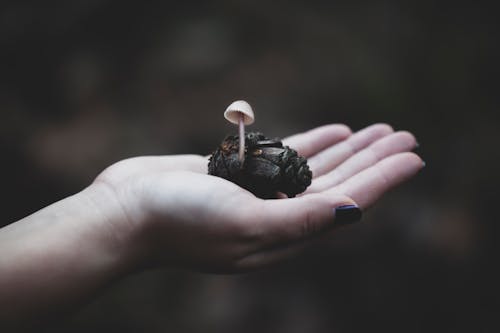 Безкоштовне стокове фото на тему «mycena pura, Вибірковий фокус, впритул»